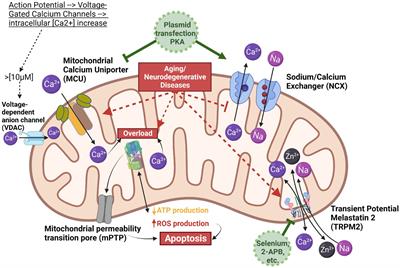 Modulating mitochondrial calcium channels (TRPM2/MCU/NCX) as a therapeutic strategy for neurodegenerative disorders